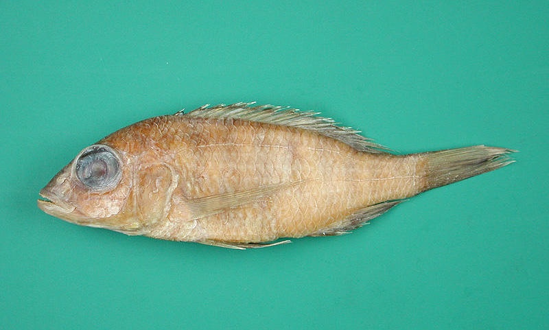 Placidochromis mbunoides 'Domwe Island'